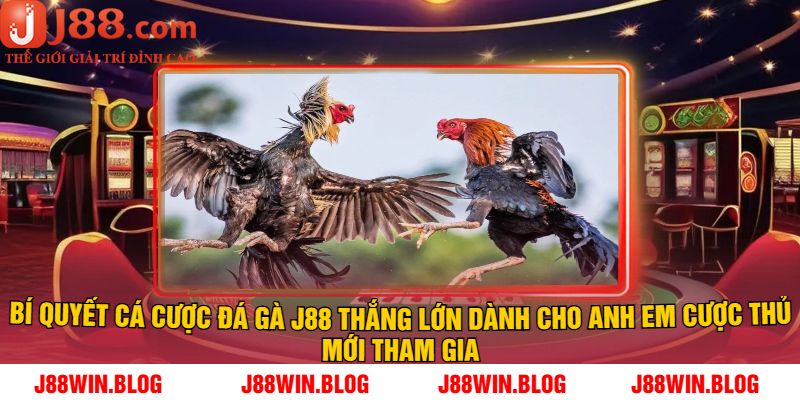 Bí quyết cá cược Đá gà J88 thắng lớn dành cho anh em cược thủ mới tham gia