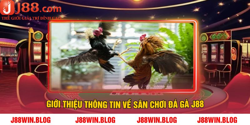 Giới thiệu thông tin về sân chơi đá gà J88