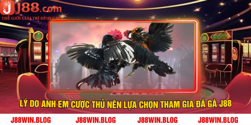 Lý do anh em cược thủ nên lựa chọn tham gia đá gà J88